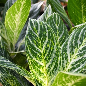 Aglaonema - 'Golden Madonna' Spotted Evergreen