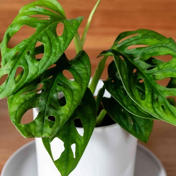 Monstera deliciosa - Swiss Cheese Plant