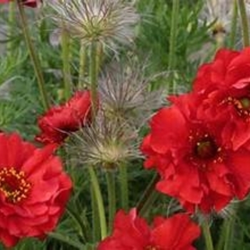 Geum - 'Double Bloody Mary'