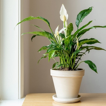 Spathiphyllum - 'Multiple Varieties' Peace Lily