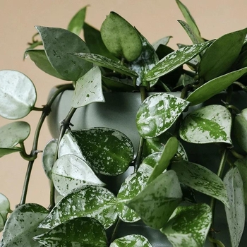Hoya - 'Multiple Varieties' Wax Plant
