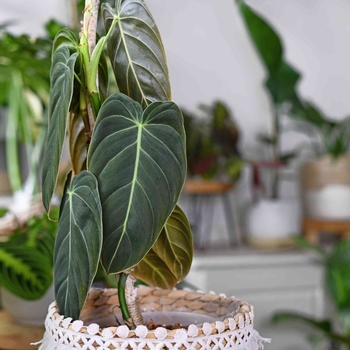 Philodendron melanochrysum - Black Gold Philodendron