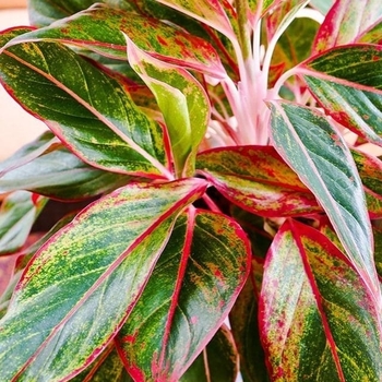 Aglaonema - Chinese Evergreen