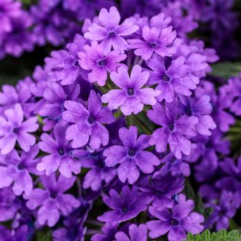 Verbena - Superbena ® Cobalt