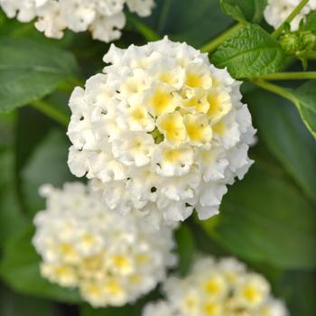 Lantana camara - Bloomify™ White
