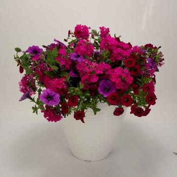 Combination Planter - Kwik Kombo Mermaid Tails
