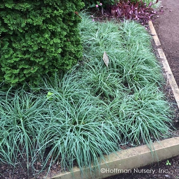Carex glauca - 'Blue Zinger' Sedge