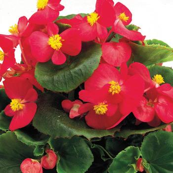 Begonia semperflorens (Wax Begonia) - 'Ambassador Rose'