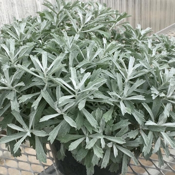 Artemisia - 'Garden Ghost™' Wormwood