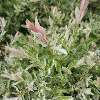 Salix integra - 'Hakuro-Nishiki' Dappled Willow