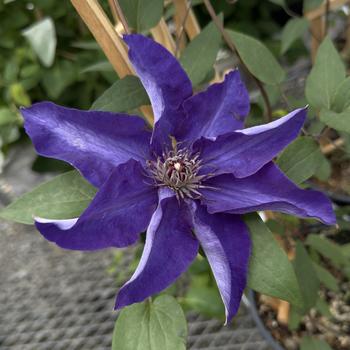Clematis - 'The President'